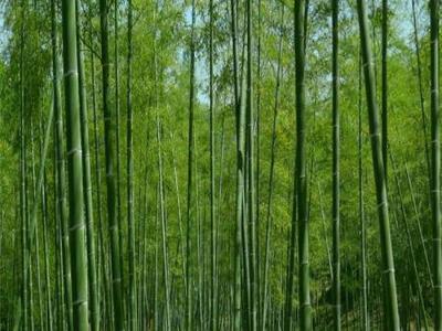 綠化用綠化竹子小苗-工程用綠化竹子種植戶-工程用綠化竹子行情