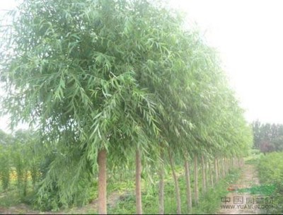 山西竹柳苗木供應、北方竹柳苗木種植創業基地