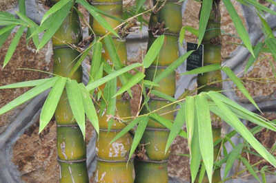 實心竹的種植方法和要求