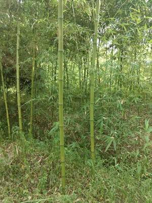 夏天竹子能移栽成活嗎?