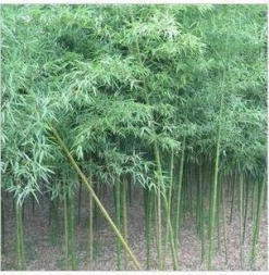 西安竹子自己種植都是細竹子成活率高竹子批發零售可送