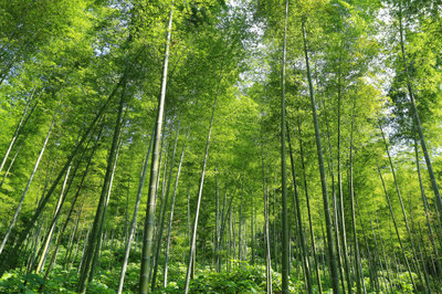 竹子種子什么時候種植最好
