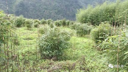 永善安排部署綠化永善行動暨竹產業發展