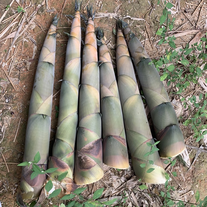 鎮安"特派員"陳漢榮:用科技知識指導貧困戶種植麻竹筍脫貧.