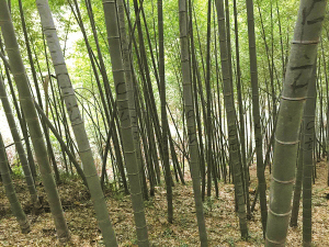 一根竹子值多少錢?寧波許多竹農的“苦與愁”