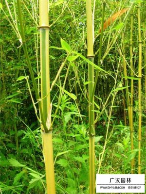 金鑲玉竹怎么種植?