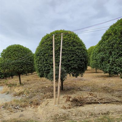造型桂花樹 常綠樹木 樹形美觀 庭院綠化 基地種植