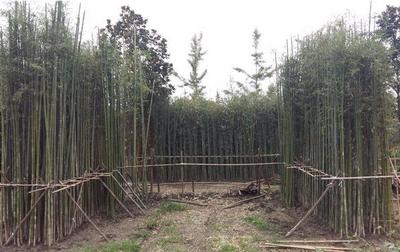 竹子市場價格多少錢一噸 竹子怎么種植