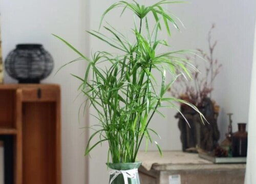 水竹開花嗎 開花什么樣子