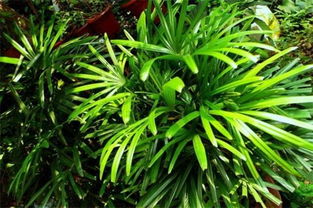 院子里養什么花聚財,詳解十種花卉植物
