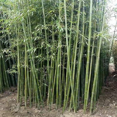 叢生竹子好移栽嗎?