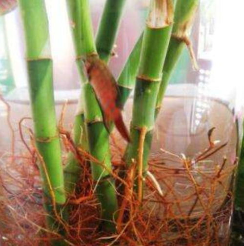 用2種 小藥片 ,養富貴竹,長勢旺盛,葉片濃綠光亮