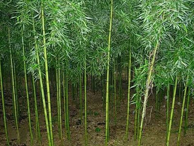 竹子的種植門道,你知道嗎?