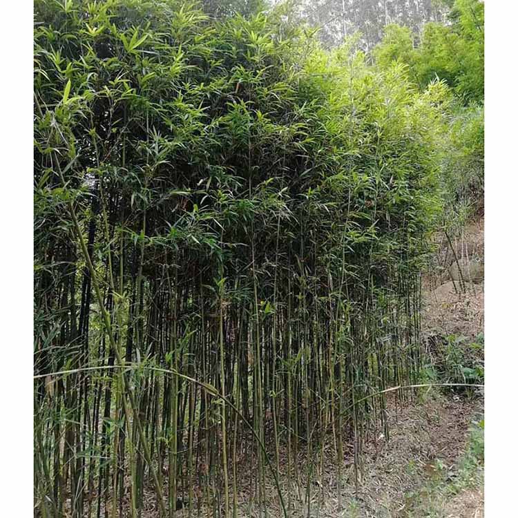 移植四方竹基地直供 批發四方竹 各種竹子觀賞竹種植-搜了網