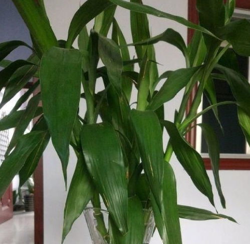 富貴竹養 2月 不生根,原來是 栽種 忘了一步,現在做來得及