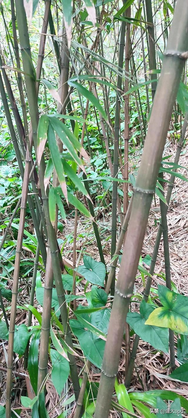 竹子的種類,竹子的栽培和風(fēng)水,竹子的種植特點(diǎn)(見證四方竹.