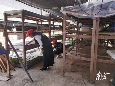 加強禁種鏟毒排查工作力度!湖光鎮對一加工廠進行專項檢查
