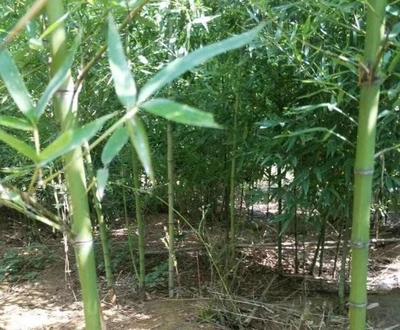 河北能種的竹子品種