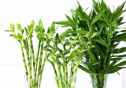 養富貴竹,用1種 水 ,葉綠根壯,大白根呼呼竄 柳樹枝