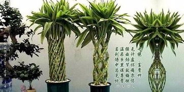 富貴竹種植方法