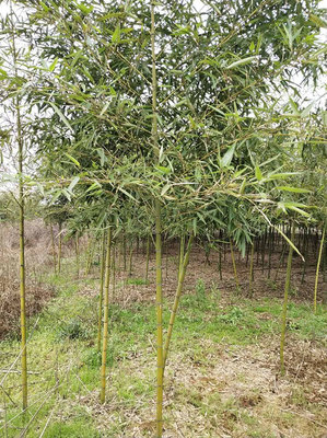 雷竹種植前景如何?種雷竹效益分析