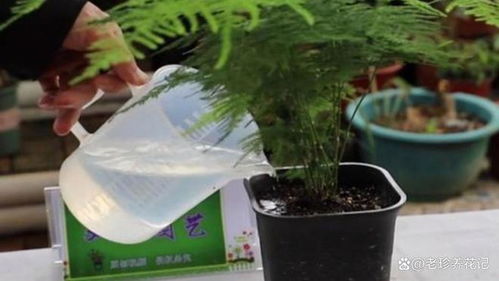 養文竹用上這 3種 水,葉子翠綠不發黃,3月長養成小竹林