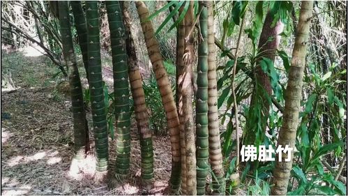 佛肚竹 羅漢竹原產地中國華南,古語有云 寧可食無肉,不可居無竹