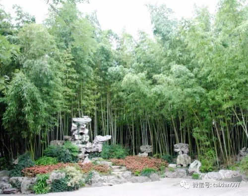 庭院養竹的講究 告誡 院里千萬別這樣種竹子 半年身體就出問題