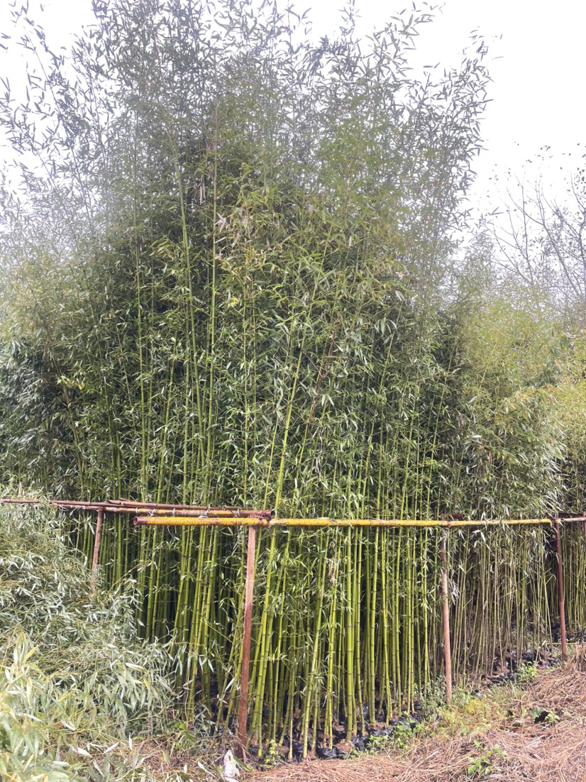 0/棵 青竹杯苗 早園竹杯苗庭院種植