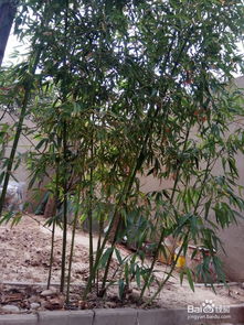 竹子種植的好方法