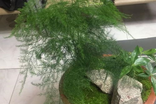 養好文竹,用上2種水,新芽蹭蹭冒,想黃葉都難