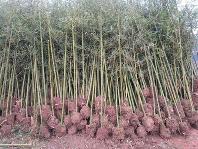 重慶渝北興隆鎮:防疫和春種兩不誤 搶抓時節發展竹筍產業