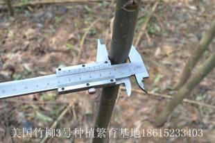 美國竹柳3號種植繁育基地 竹柳質優價廉熱銷中_農副產品_世界工廠網