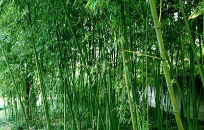 2021年中國竹產業十件大事