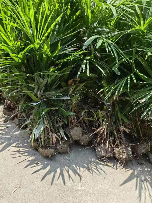 甘肅棕竹批發60 80高棕竹