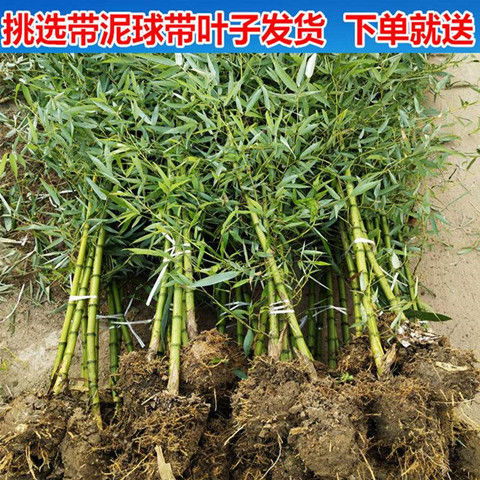 北方大竹子苗室外耐寒庭院大型根戶外小型種植風水筍四季常青植物