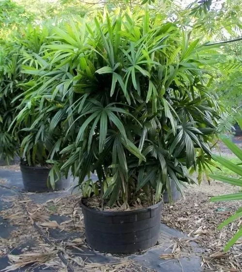 7種好看的盆栽 觀賞竹 ,很適合養在室內,可土培,也可水培
