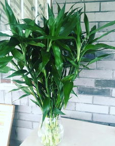 4種 值得 養的花卉,好看又好養,養一盆好處多多