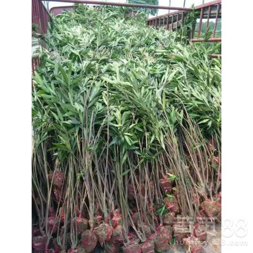 【黃山莢竹桃種植園】- 