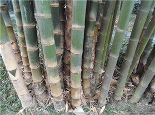 三農:甜龍竹種植增綠又增收 甜龍竹的種植與管理