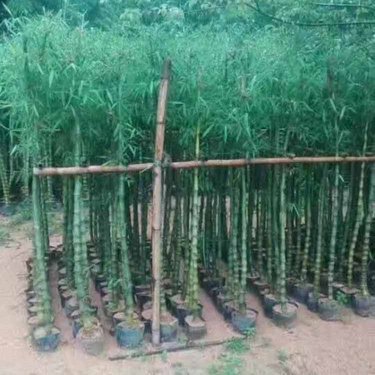 哪里有賣的竹子苗,信息大全