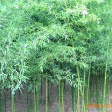 闊葉竹箬竹苗規格齊全圖片|闊葉竹箬竹苗規格齊全樣板圖|闊葉竹箬竹苗規格齊全效果圖片_吉瑞園藝