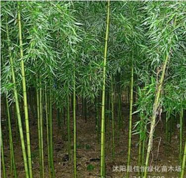 早園竹 早園竹小苗 早園竹子 早園竹工程苗 園林綠化竹子 觀賞竹