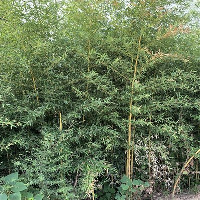 4公分金鑲玉竹 黃色的竹竿 景區(qū)公園綠化 綠化苗圃種植基地