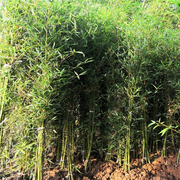 早園竹袋苗 早園竹根系發(fā)達(dá) 規(guī)格齊全 各種觀賞竹供應(yīng)