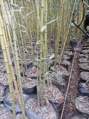 竹子多少錢一棵?竹子怎么種、什么時(shí)候種?