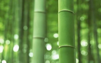 竹子的栽培技術(shù)以及注意事項(xiàng)